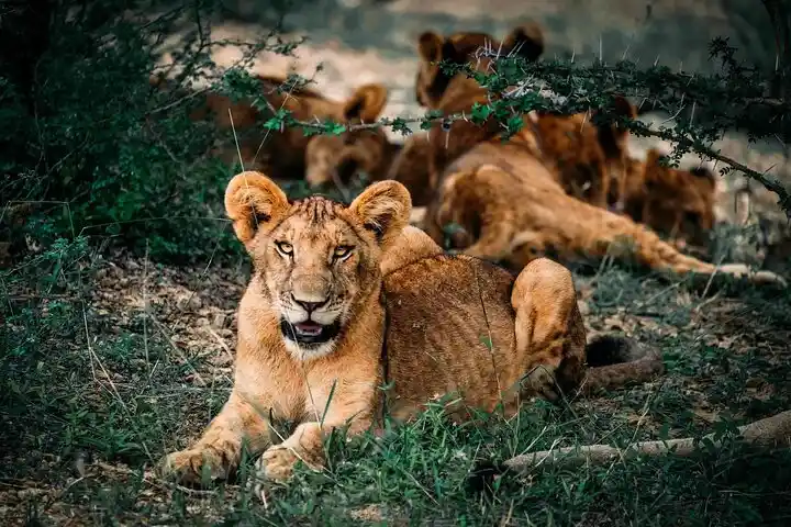 Leoni e zebre nelle pianure della Riserva Masai Mara in Kenya
