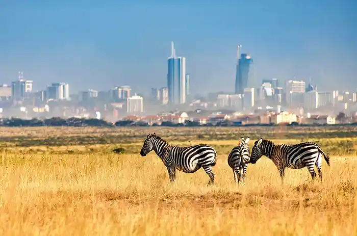 Giraffe e zebre durante un safari nel Parco Nazionale di Nairobi con lo skyline della città sullo sfondo
