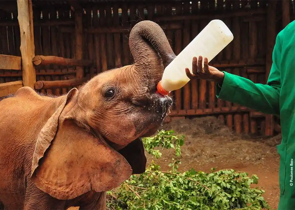 Cuccioli di elefante al David Sheldrick Wildlife Trust a Nairobi
