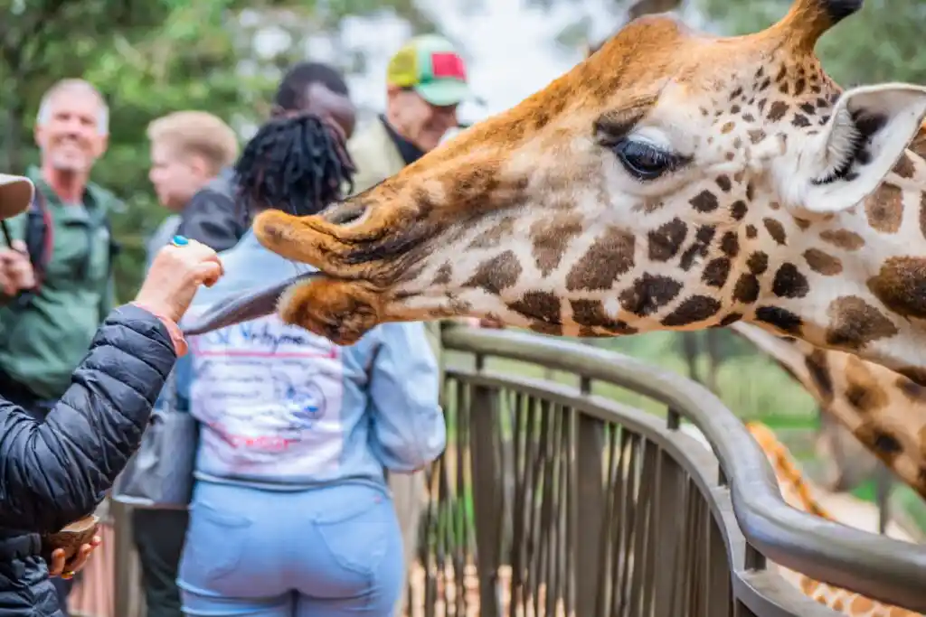 Visitatori che danno da mangiare alle giraffe al Giraffe Centre di Nairobi