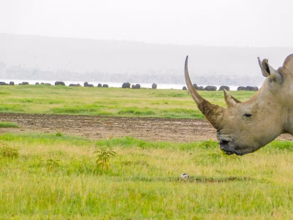 Safari Kenya 7 giorni